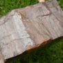210 Million Year Old Understood WOOD Fossil from Triassic Arizona 2,335gr Image 8