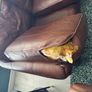FREE leather armchairs and sofa some damage will separate Image 5