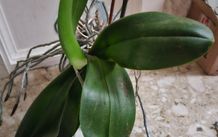 Orchid with pot