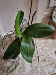 Orchid with pot