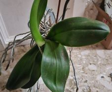 Orchid with pot