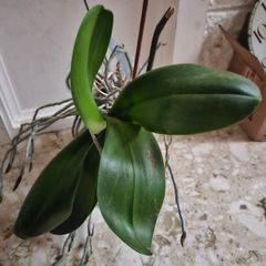 Orchid with pot