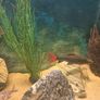 220l fish tank Image 9