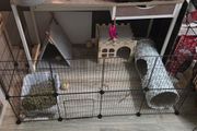 bunny rabbit full set up