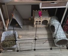 bunny rabbit full set up