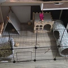 bunny rabbit full set up