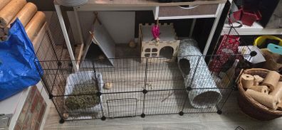 bunny rabbit full set up