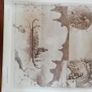 Richard Doyle prints Image 5