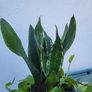 Indoor planter Image 2