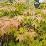 Maple Tree Image 3