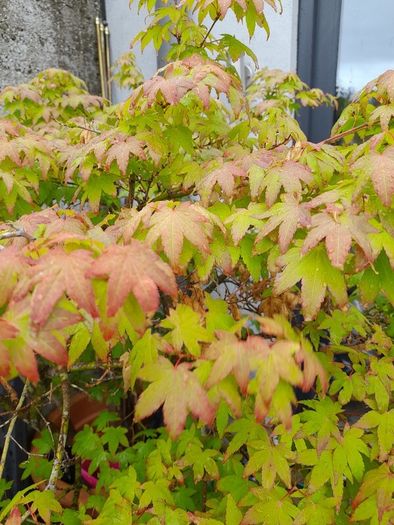 Japanese Maple Tree