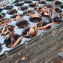 Shallow Plug Trays, 50 approx Image 2