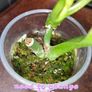 Philodendron Subhastatum Variegated Image 2