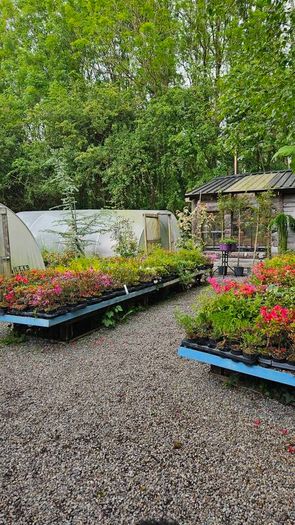 Flowering Plants Weigela