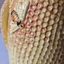 Vintage 1930' Art Deco Burleigh Ware Bee and Honeycomb Jug Image 6