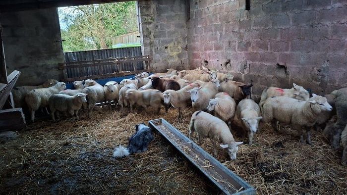 Pure bread Dorset ram , texal ram , breading ewes