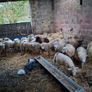 Pure bread Dorset ram , texal ram , breading ewes Image 9