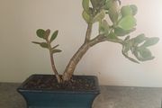 Bonsai Easy Care Indoor #5
