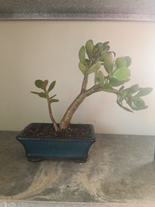Bonsai Easy Care Indoor #5