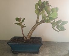 Bonsai Easy Care Indoor #5