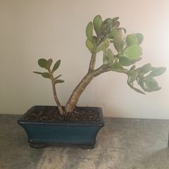 Bonsai Easy Care Indoor #5