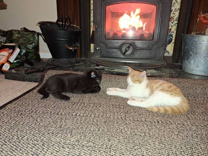 Olymberyl solid fuel stove