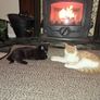 Olymberyl solid fuel stove Image 2