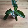 Peace Lily (Spathiphyllum) Image 2