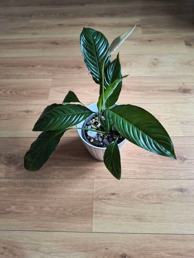 Peace Lily (Spathiphyllum)