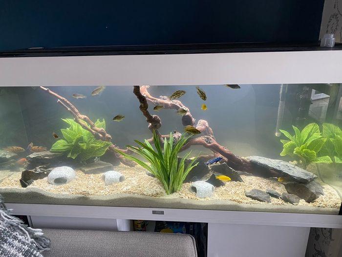 Jewel 240L aquarium