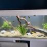 Jewel 240L aquarium Image 2