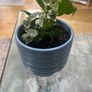 Peace Lily and Ivy plant Image 2