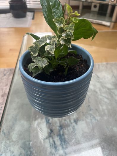 Peace Lily and Ivy plant