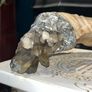 Rams Horn Smokey Quartz Soldered Decoration Taxidermy Ethically Sourced Image 6