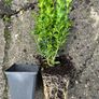 Box Hedging Image 3