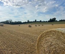 Organic Barley & Pea Straw