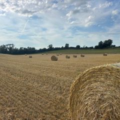 Organic Barley & Pea Straw