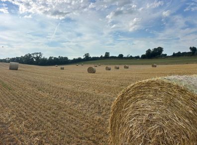 Organic Barley & Pea Straw