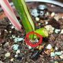 No.7 Baby Monstera Green On Green Image 10