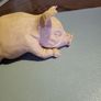 Pig ornament Image 2