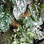 Plants Composition Image 4