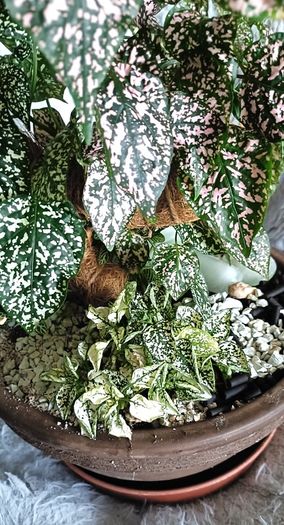 Plants Composition