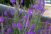 Purple toadflax