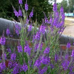 Purple toadflax