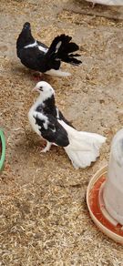 pigeons