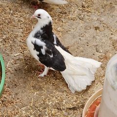 pigeons