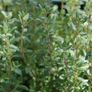 (T) Thyme seeds 0.2g (approx. 1000) (220328) Image 2