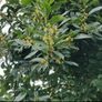 Bay Tree Image 2