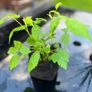 Raspberry Plant Image 5
