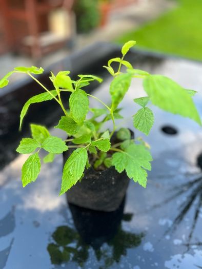 Raspberry Plant
